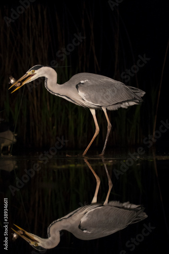 Grey Heron, Ardea cinerea