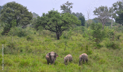  Familia de elefantes en el parque nacional de Maduru Oya, Sri Lanka
