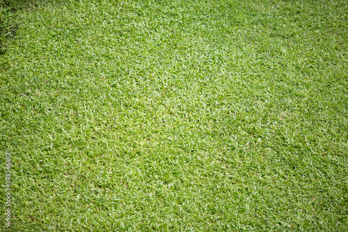  Green lawn from a high angle