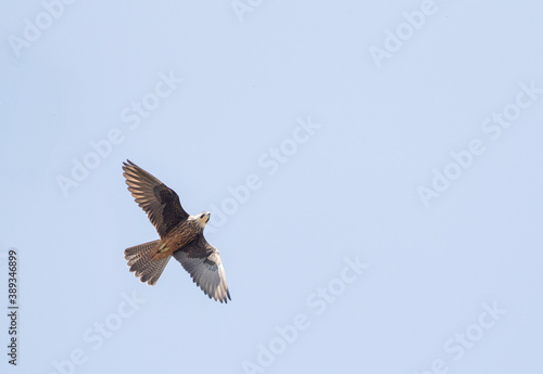 Eleonora's Falcon, Falco eleonorae © AGAMI