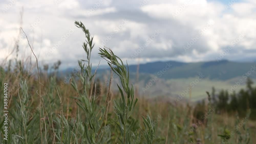 flowers and wild herbs grow near the forest against the background of mountains, hills and sky with clouds beautiful landscape flowers and wild herbs grow near the forest against the background of mountains, hills and sky with clouds beautiful landscape