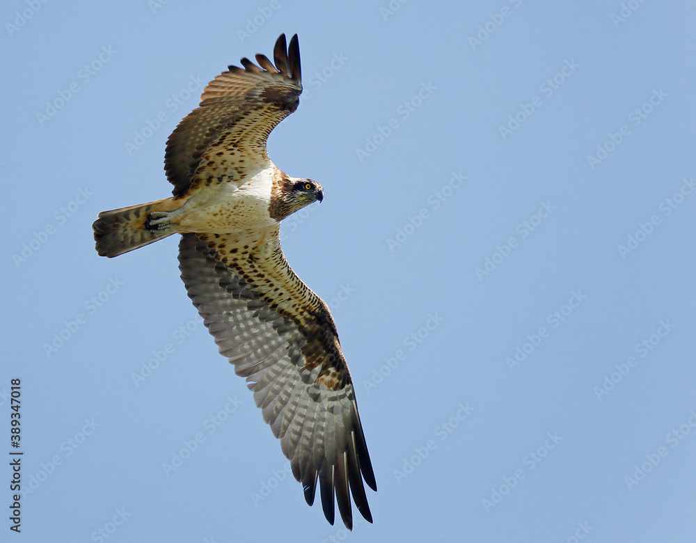 Fototapeta premium Osprey, Pandion haliaetus.