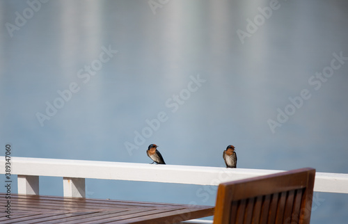 Swallows perched on a white log © Chewcharn