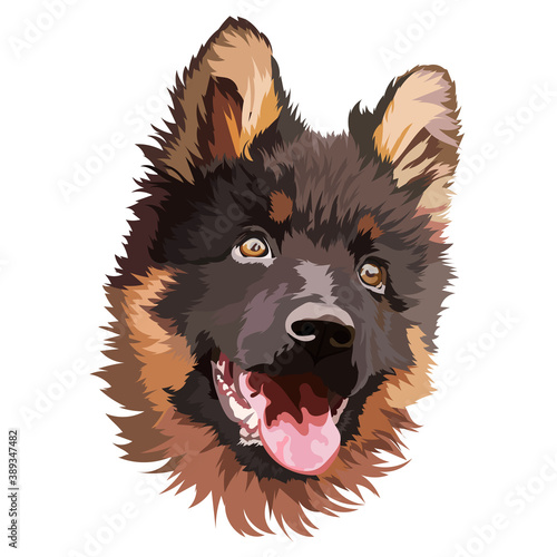 German shepherd puppy. Vector illustration, portrait, head