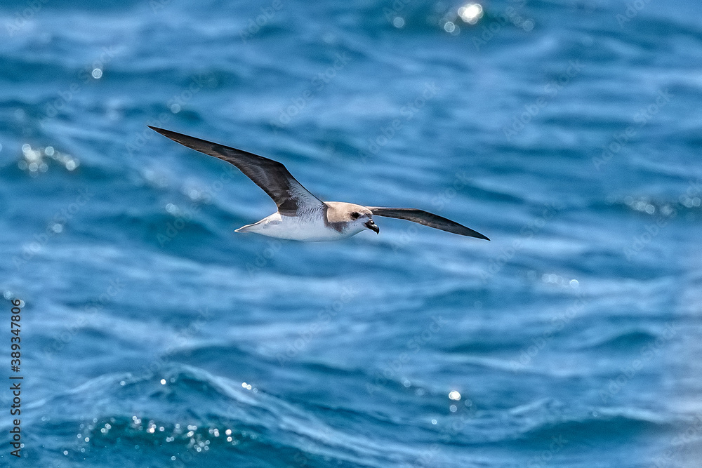 Cape Verde Petrel (Pterodroma feae) flying off Raso, Cape Verde. Cape Verde Petrel (Pterodroma feae) flying off Raso, Cape Verde.