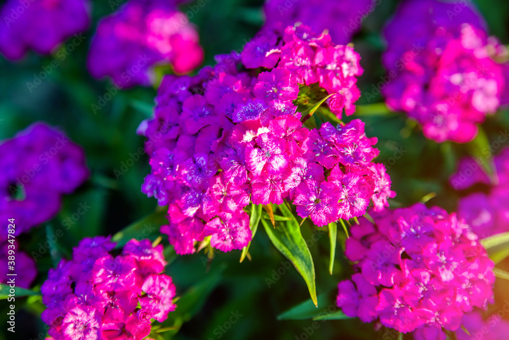 Phlox paniculata is growing in the country garden
Phlox paniculata is growing in the country garden