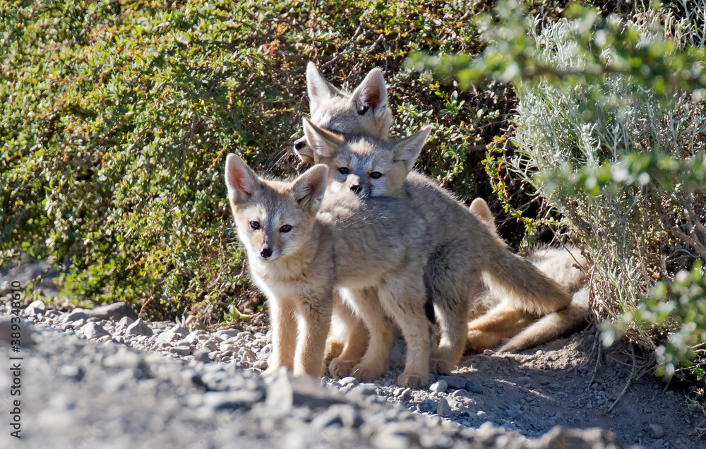 Grey Fox, Urocyon cinereoargenteus Grey Fox, Urocyon cinereoargenteus