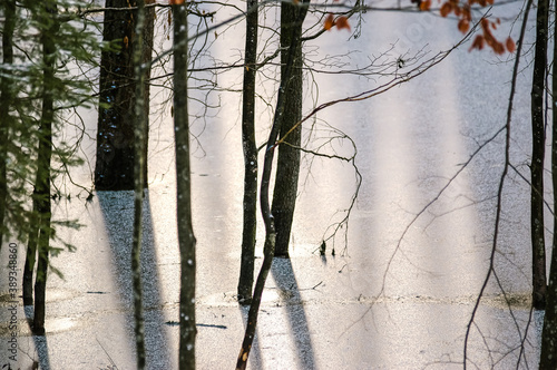Krajobraz zimowa sceneria drzewa stojące w zamarzniętej wodzie