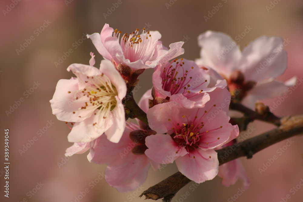Fototapeta premium Flores de melocotonero