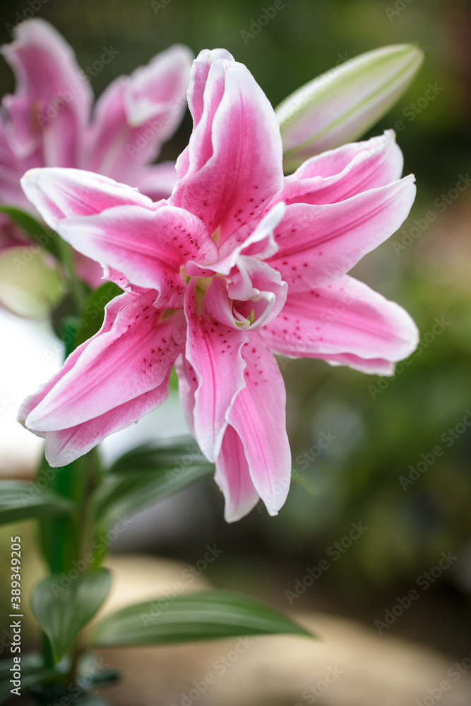百合の花　ピンクの八重咲きユリ