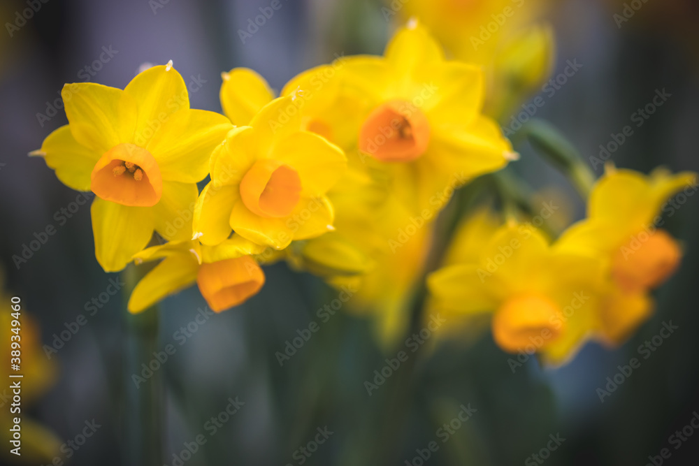 水仙の花　初春イメージ