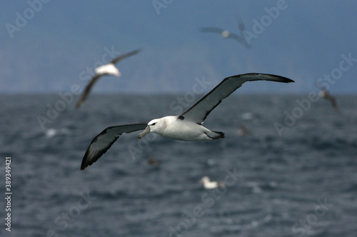 Shy Albatross  Thalassarche cauta