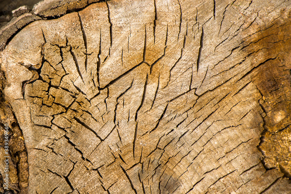Wooden background, texture of cut and dry tree. Tree age rings. Cracks on the wooden background. Wooden background, texture of cut and dry tree. Tree age rings. Cracks on the wooden background.