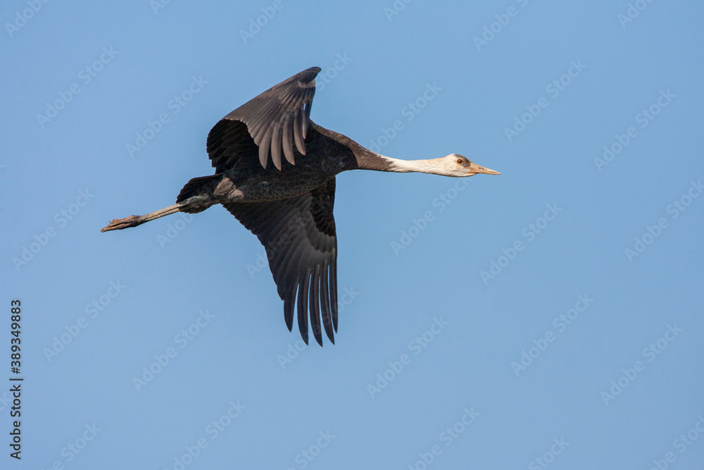 Obraz premium Hooded Crane, Grus monacha