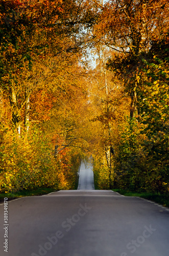 Prosta droga wzdłuż szpaleru jesiennych drzew photo