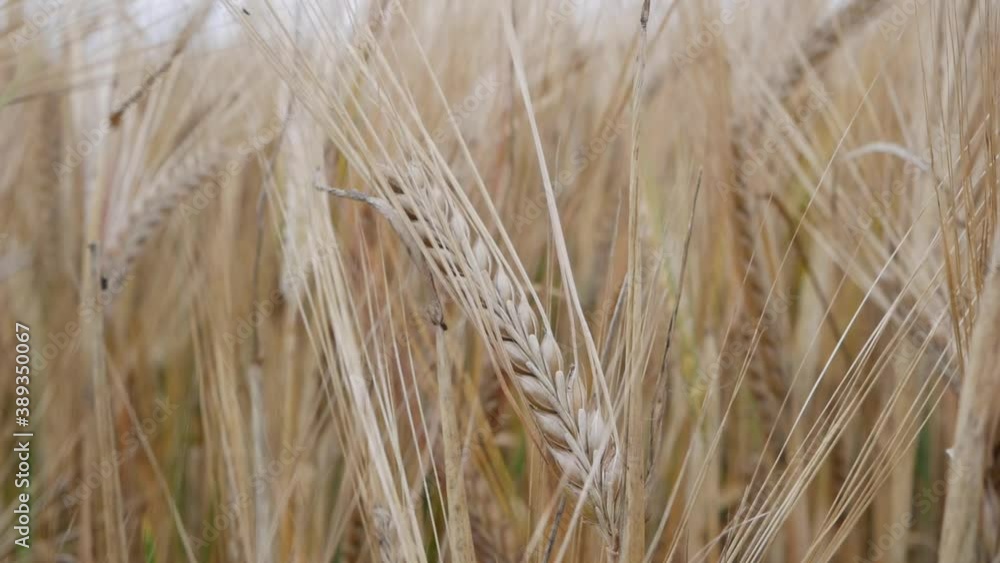 Ripe ears of wheat swaying from the gentle wind. Wheat field ready to harvest. Close-up. High quality FullHD footage Ripe ears of wheat swaying from the gentle wind. Wheat field ready to harvest. Close-up. High quality FullHD footage