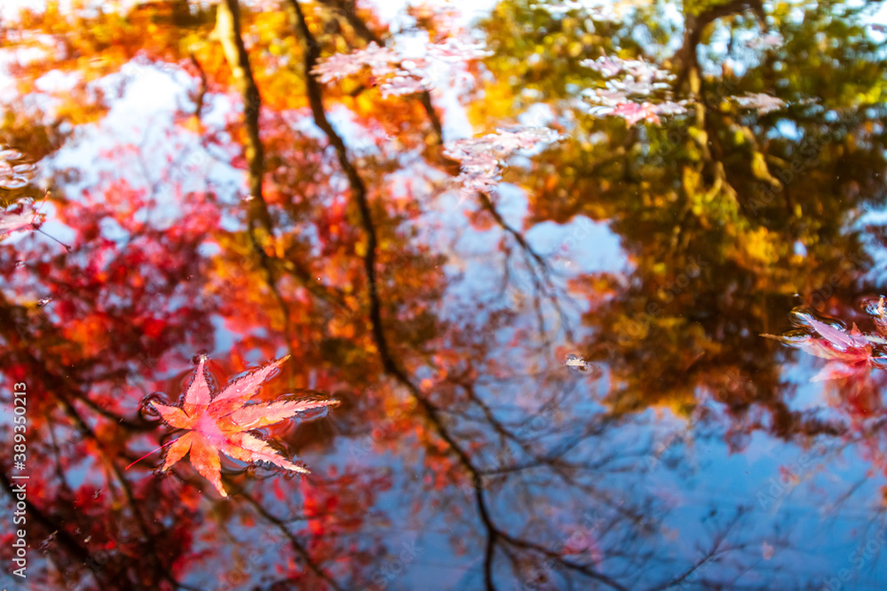 紅葉と水面の映り込み　秋のイメージ