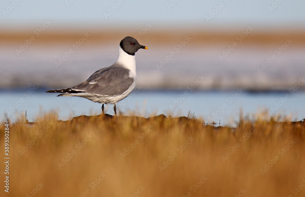 Fototapeta premium Sabine's Gull, Xema sabini