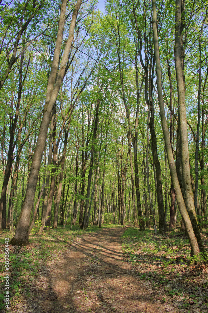 Fototapeta premium Trees in the spring deciduous forest. Beautiful shady forest.