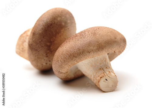 Shiitake mushroom on white background.