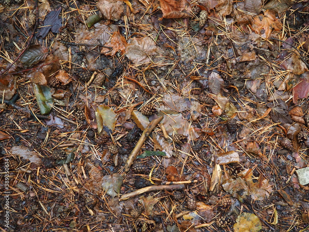 Photo couleurs du sol en forêt en automne, feuilles mortes par terre, sur le sol, orange, marron, couleurs brunes, pommes de pin, branche d'arbre, herbe. Photo couleurs du sol en forêt en automne, feuilles mortes par terre, sur le sol, orange, marron, couleurs brunes, pommes de pin, branche d'arbre, herbe.