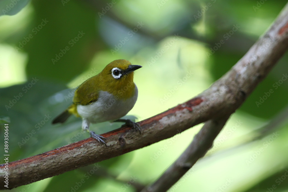 Pale-bellied White-eye, Zosterops consobrinorum Pale-bellied White-eye, Zosterops consobrinorum