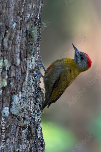 Olive Woodpecker, Dendropicos griseocephalus