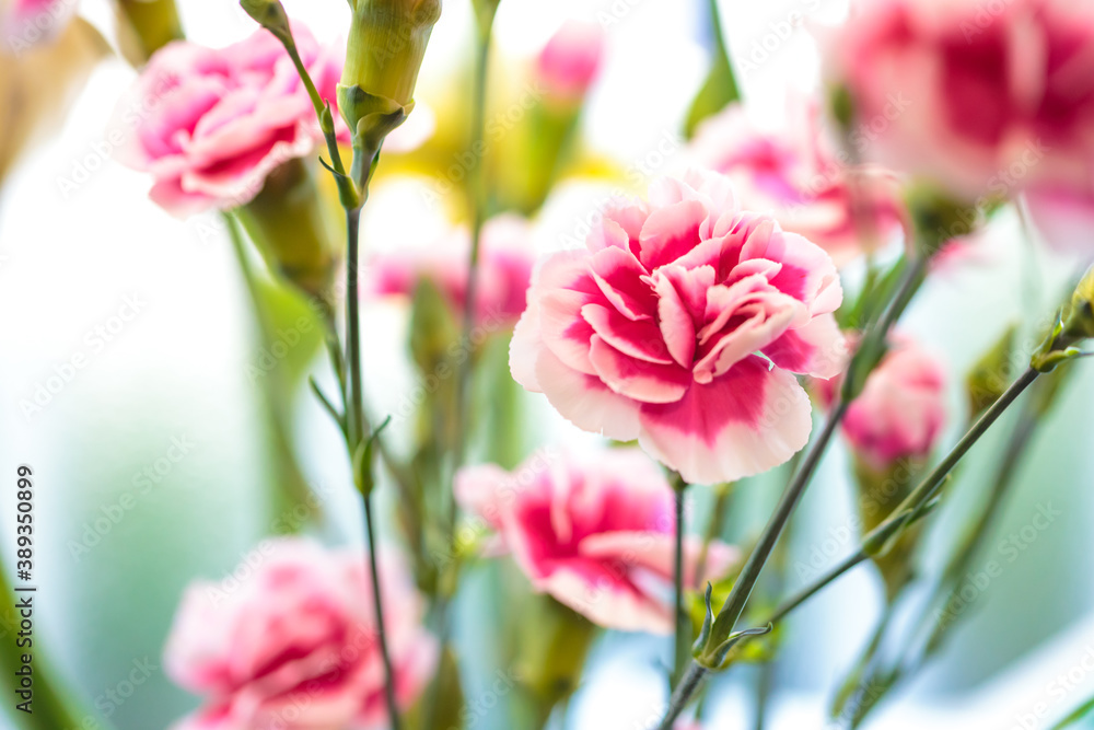 カーネーションの花 カーネーションの花