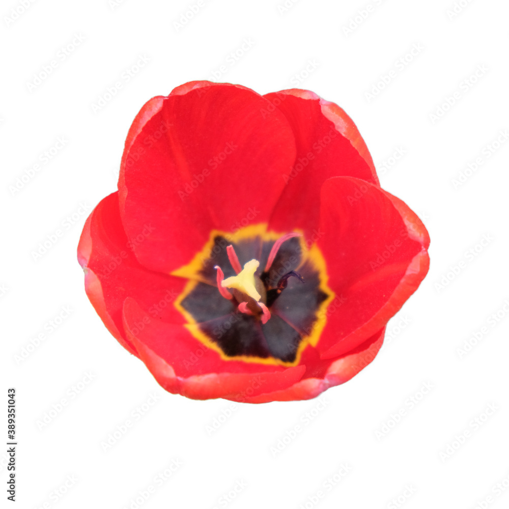 Beautiful pink tulip flower close up. Flower with pink petals isolated on white background. Beautiful pink tulip flower close up. Flower with pink petals isolated on white background.