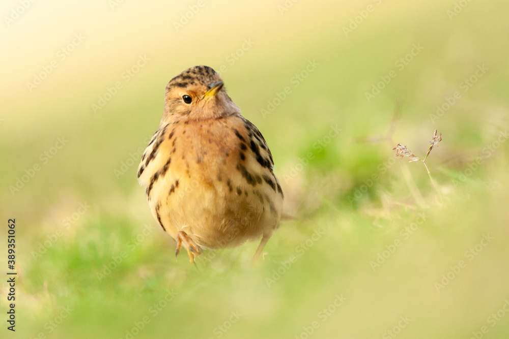 Roodkeelpieper, Red-throated Pipit, Anthus cervinus Roodkeelpieper, Red-throated Pipit, Anthus cervinus