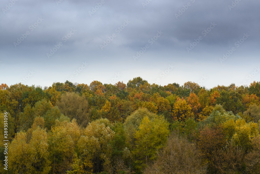 Autumn forest landscape with trees. Fall in the countryside