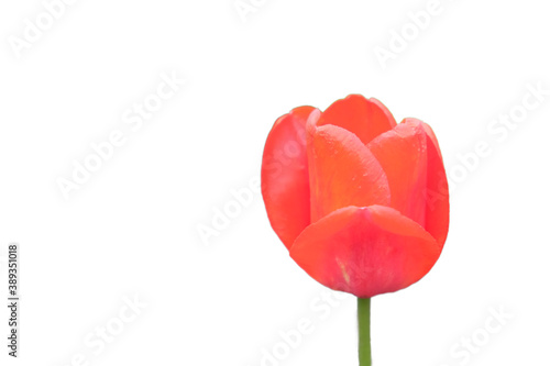 Beautiful pink tulip flower close up. Flower with pink petals isolated on white background.