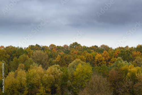 Autumn forest landscape with trees. Fall in the countryside