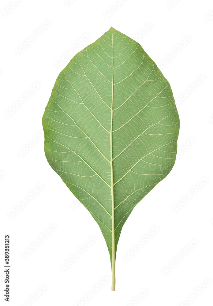 Fototapeta premium Back view of Teak leaf isolated on white background. Clipping path.