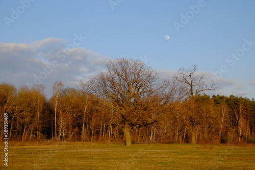 Little moon in the sky over the forest in autumn. Evening landscape.