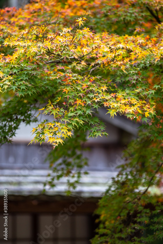 紅葉　和風な秋のイメージ