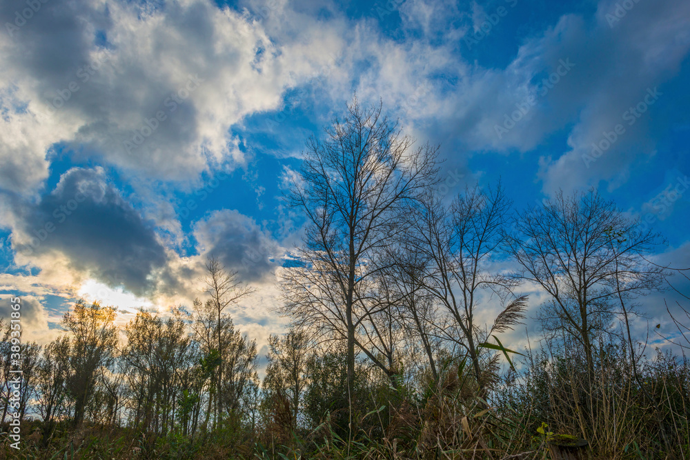 Trees in autumn colors in a field in a blue cloudy sunlight at fall, Almere, Flevoland, The Netherlands, October 31, 2020 Trees in autumn colors in a field in a blue cloudy sunlight at fall, Almere, Flevoland, The Netherlands, October 31, 2020