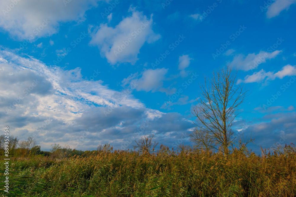 Trees in autumn colors in a field in a blue cloudy sunlight at fall, Almere, Flevoland, The Netherlands, October 31, 2020