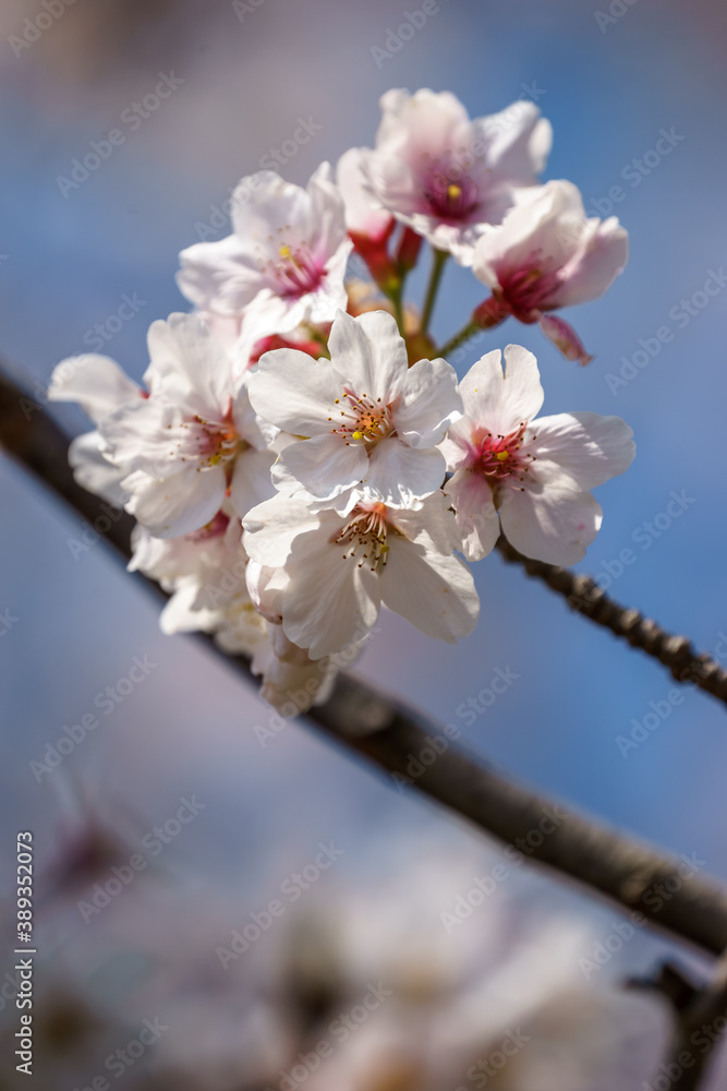 桜の花　春のイメージ