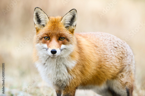 Beautiful red fox, vulpes vulpes, looking to the camera on meadow in winter. Calm orange predator standing on snow in close-up. Wild mammal watching on white field.