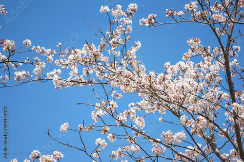 桜の花 春のイメージ