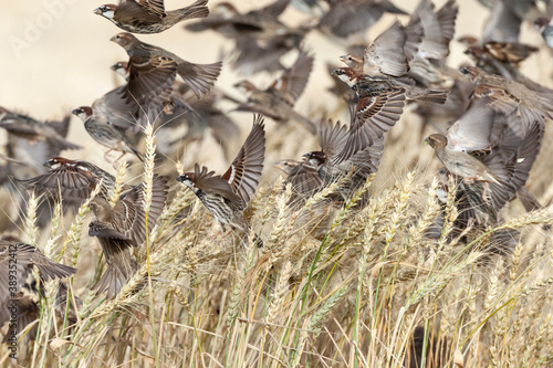 Spaanse Mus, Spanish Sparrow, Passer hispaniolensis photo