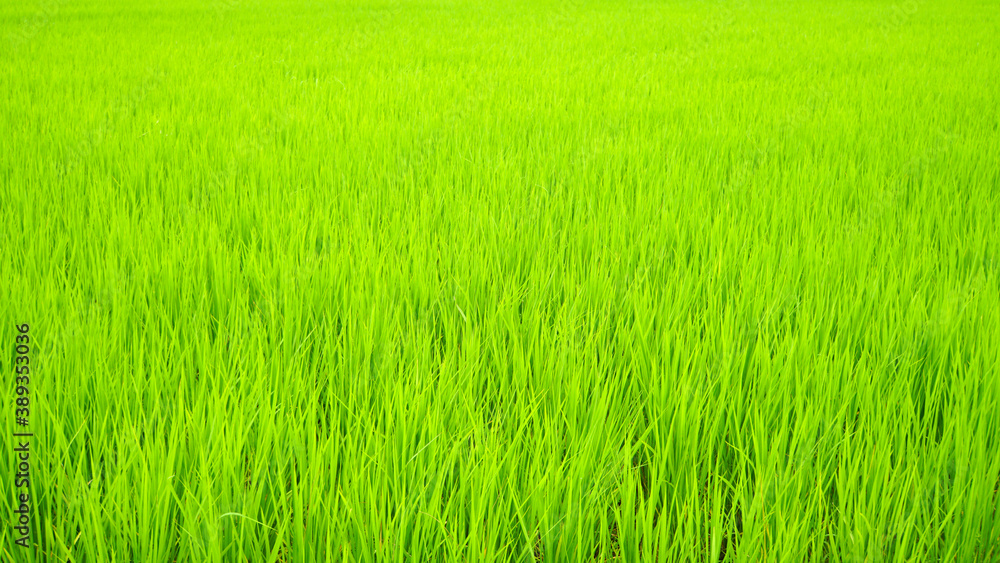 一面を緑色に美しく覆い尽くす田んぼの稲