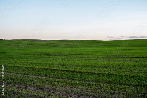 Landscape young wheat seedlings growing in a field. Green wheat growing in soil. Close up on sprouting rye agriculture on a field in sunset. Sprouts of rye. Wheat grows in chernozem planted in autumn.