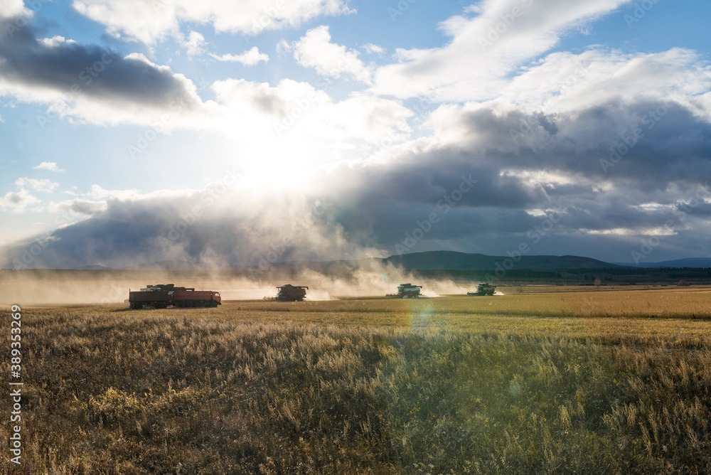 Fototapeta premium The harvesting machine is working on the field. Combine harvester agricultural machine for harvesting Golden ripe wheat in the field. Agriculture, farming