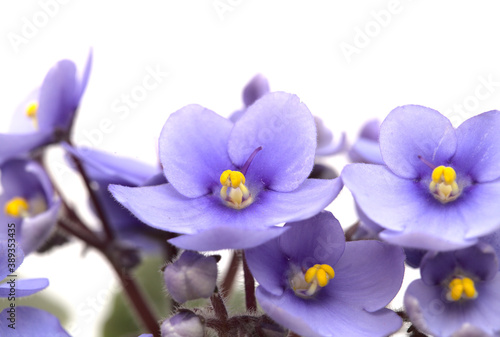 Blue african violet isolated on white background
