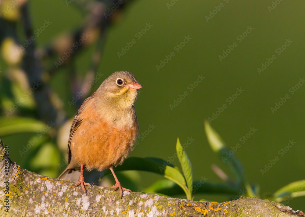Ortolan Bunting, Emberiza hortulana Ortolan Bunting, Emberiza hortulana
