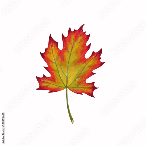Yellow and red maple leaf with green veins