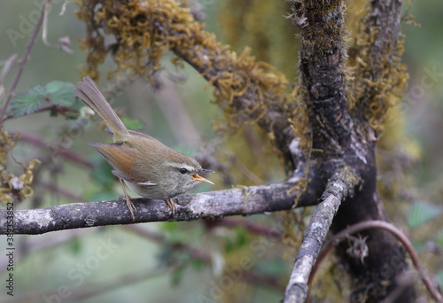 Hume’s Bush Warbler, Horornis brunnescens photo