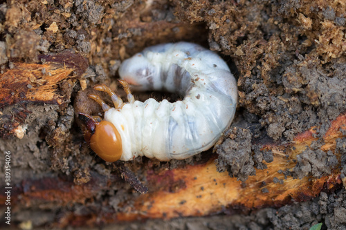 cockchafer larva in earth